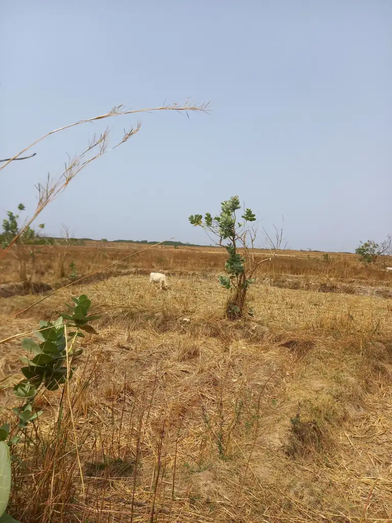 Sénégal : agro-pastoralisme Sénégal : agro-pastoralisme